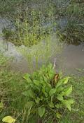 common water-plantain